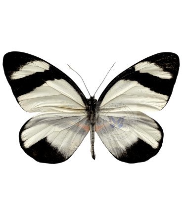 Pierdae Pyrrihybris Lorena Carmenta