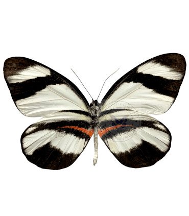 Pierdae Pyrrihybris Lorena Carmenta