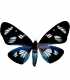ARCTIIDAE