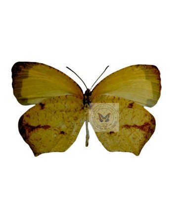 Pierdae Eurema arbela