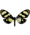 Notophyson heliconides