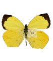 Eurema arbela A.1/A.1-