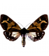 ARCTIIDAE