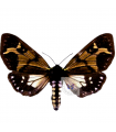 Dysschema imitata