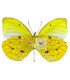 Pieridae Eurema reticulata