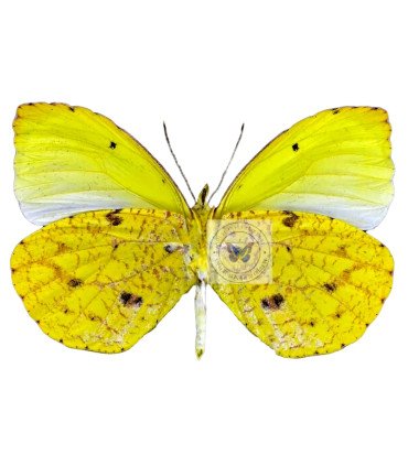 Pieridae Eurema reticulata