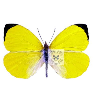Pieridae Eurema reticulata