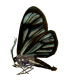 ARCTIIDAE