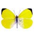 Pieridae Eurema reticulata