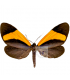 ARCTIIDAE