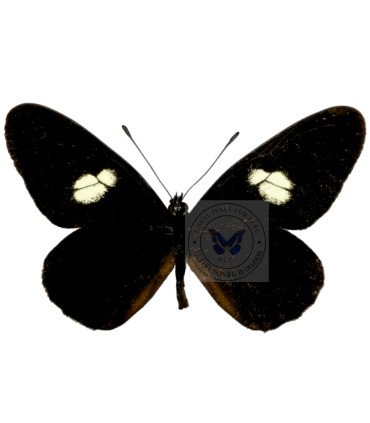 Pieridae Archonia negrina negrina