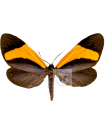 Crocomela aff. flammifera