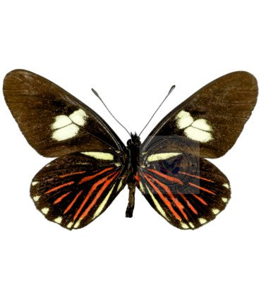 Pieridae Archonia negrina negrina