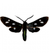 ARCTIIDAE