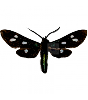 ARCTIIDAE