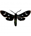 Calonotos Chalcipleura