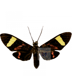 ARCTIIDAE