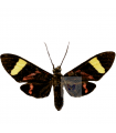 Histiodea amazonica
