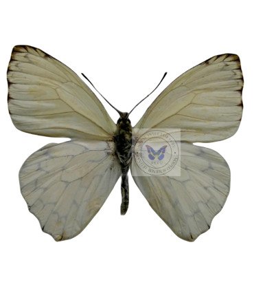 Pieridae Hesperocharis marchali coloe