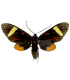 ARCTIIDAE