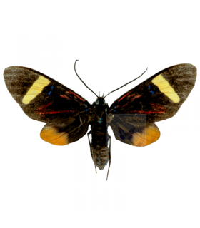 ARCTIIDAE