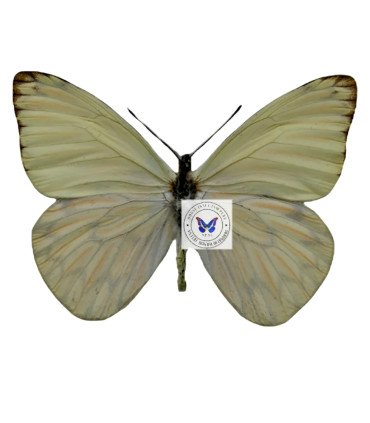 Pieridae Hesperocharis Nereina