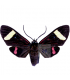 ARCTIIDAE