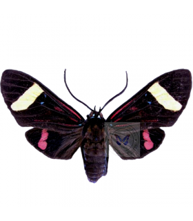 ARCTIIDAE