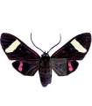 Histioea Proserpina