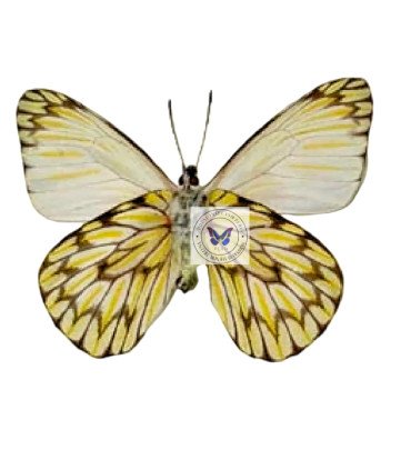 Pieridae Hesperocharis Nereina