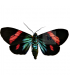 ARCTIIDAE