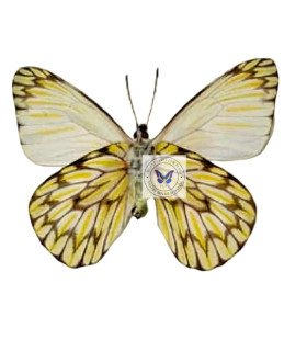 Pieridae Hesperocharis Nereina