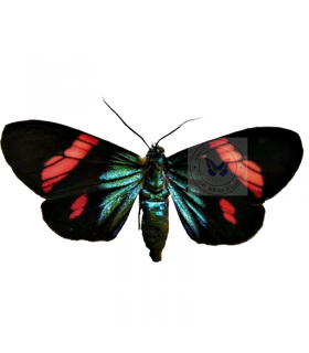 ARCTIIDAE