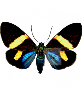 ARCTIIDAE