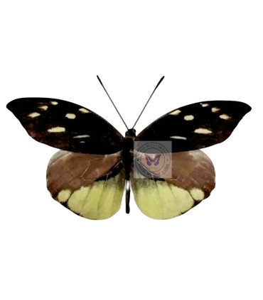 Pieridae Lieinix (Dismorphia) nemesis