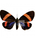 ARCTIIDAE