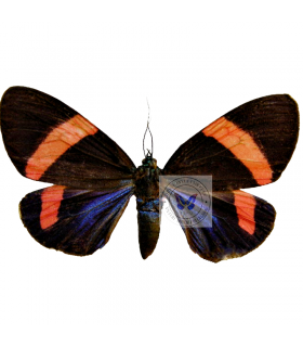 ARCTIIDAE