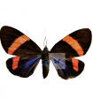 Hypocrita temperata