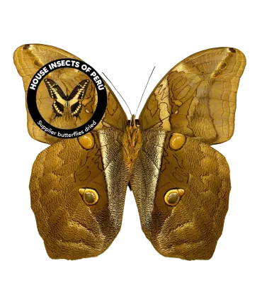 Brassolidae Eryphanis Polyxena