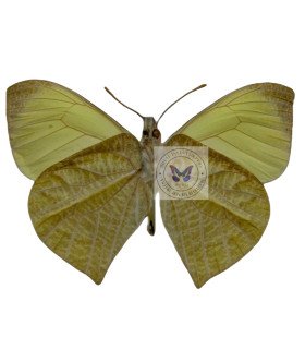 Pieridae Methania agasicles