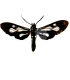 ARCTIIDAE
