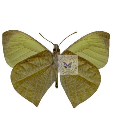 Pieridae Methania agasicles