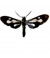 Mystrocneme Atavia