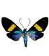 ARCTIIDAE