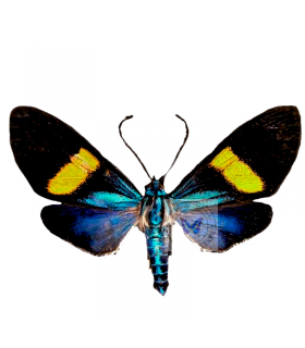 ARCTIIDAE