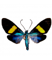 belenmnia splendens(Blue)