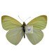 Pieridae Methania aureomaculata