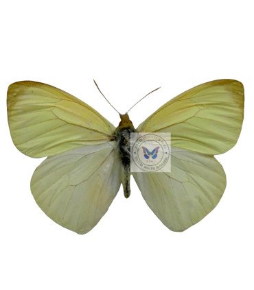 Pieridae Methania aureomaculata