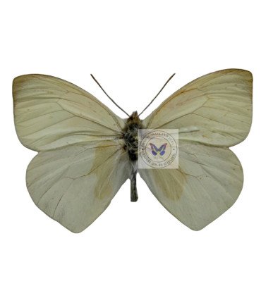 Pieridae Methania aureomaculata