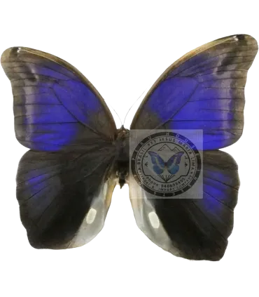 Brassolidae Eryphanis Polyxena